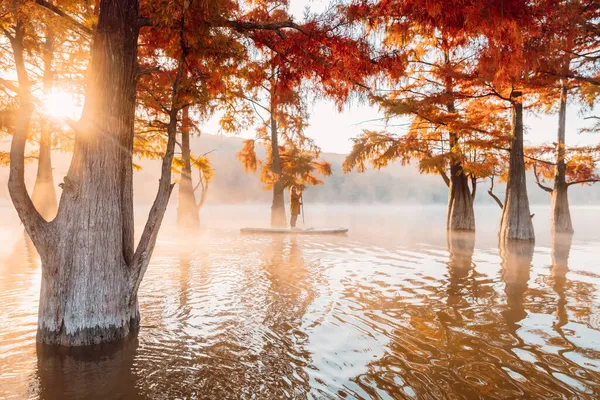 Mujer Bordo Sup Amanecer Con Niebla Árboles Otoñales Taxodium Distichum — Foto de Stock