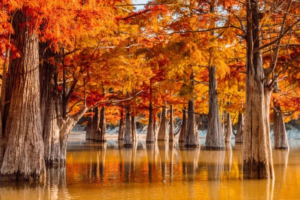 Деревья Воде Оранжевыми Иглами Осенние Болотные Кипарисы Озере Отражением — стоковое фото