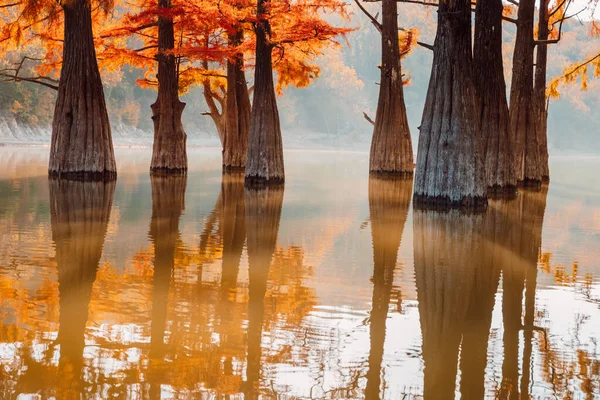 Taxodium Distichum Mit Roten Nadeln Und Reflexion Auf Wasser Herbstliche — Stockfoto