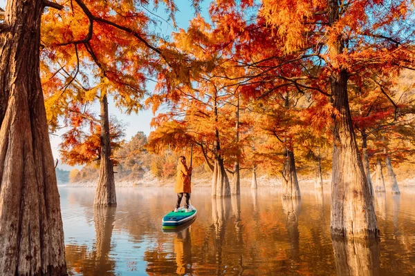 Mujer Pie Tabla Remo Lago Entre Los Árboles Otoñales Taxodium — Foto de Stock