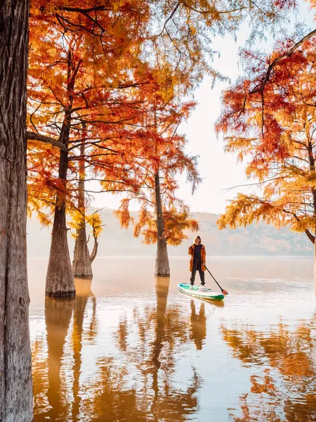 Happy woman with paddle on SUP board at sunrise and autumnal Taxodium distichum trees in lake