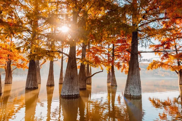 Taxodium Distichum Красными Иглами Водой Осенние Болотные Кипарисы Озере Солнечном — стоковое фото