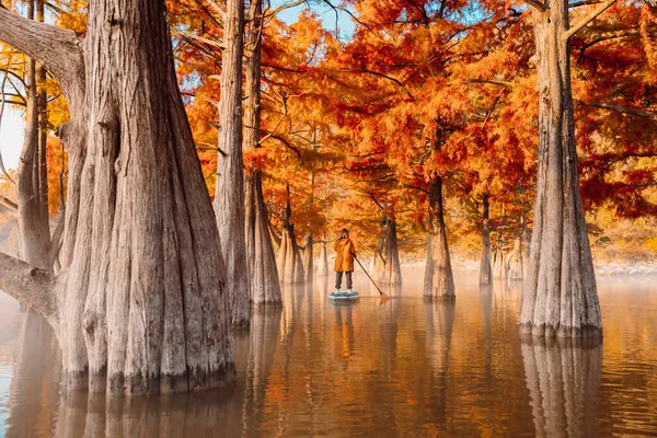 站在湖面上的妇女 站在秋天的紫杉树中间 — 图库照片