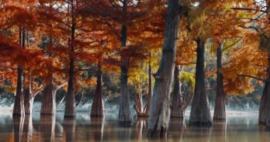 Sukko, Rusya 'da sudaki ağaçlar ve kırmızı iğneler. Gölde yansımalı sonbahar bataklık selvileri.