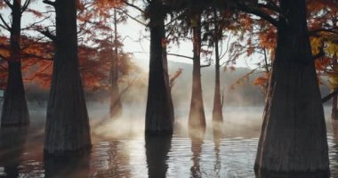 Sis ve su üzerinde yansıması olan bataklık ağaçları. Gölde sonbahar taksonbahar ağaçları ve güneş ışığı.