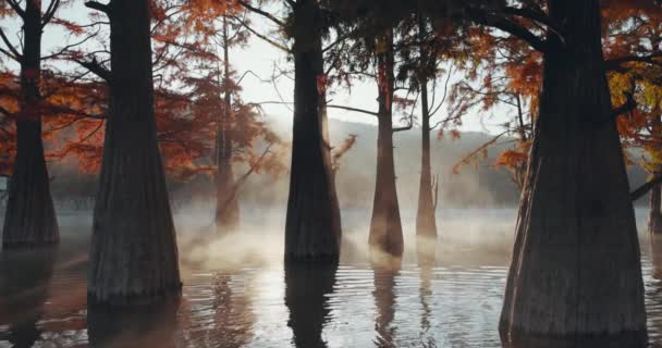 Pântanos Com Nevoeiro Reflexão Sobre Água Taxódio Outonal Árvores Lago — Vídeo de Stock