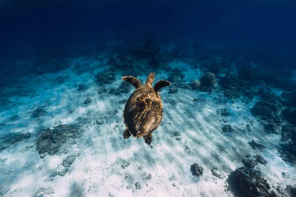 Морська Черепаха Під Водою Прозорому Океані Піщаним Дном — стокове фото