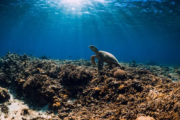 Tortuga Marina Océano Azul Luz Solar Tortuga Nadar Bajo Agua — Foto de Stock