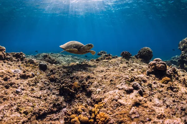 Tengeri Teknős Kék Óceánban Teknős Úszni Víz Alatt Korallok — Stock Fotó