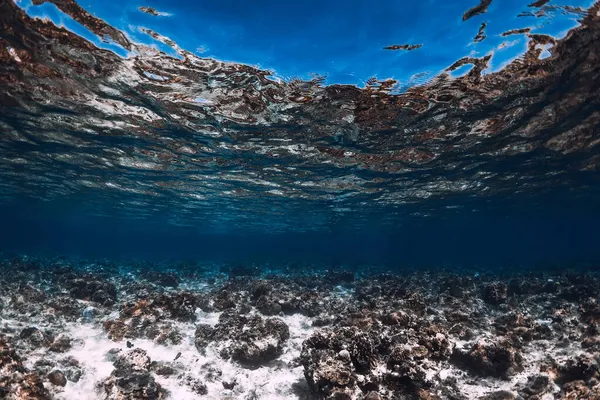 Tropischer Blick Blauem Ozean Mit Korallen Unter Wasser — Stockfoto