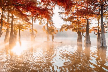 Woman on paddle board on lake with fog and autumnal Taxodium distichum trees clipart
