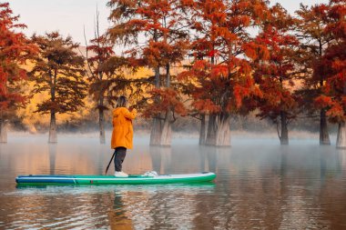 Woman relax on stand up paddle board at the lake with autumnal Taxodium trees in morning. Woman on SUP board clipart