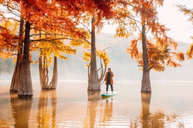 Woman on stand up paddle board at the lake with Taxodium trees in autumn. Traveller girl on SUP board clipart