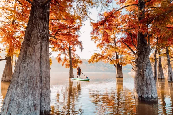Woman Stand Paddle Board Lake Taxodium Distichum Trees Autumn Traveller — Stock Photo, Image