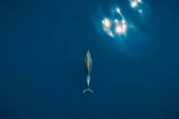 Vista Aérea Golfinho Garrafa Sozinho Mar Azul Animais Aquáticos Mar — Fotografia de Stock