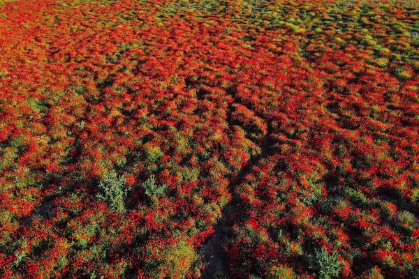 Çiçek Açan Haşhaş Tarlası Yaban Kırmızı Çiçekli Hava Manzarası — Stok fotoğraf
