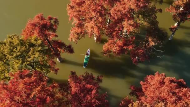 2021年10月28日 ロシアのアナパ 秋にはタクソディウムの木がある湖でスタンドアップパドルボード上の旅行者との空中ビュー — ストック動画