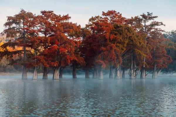 Árboles Otoñales Por Mañana Temprano Lago Con Niebla Agua Cipreses — Foto de Stock