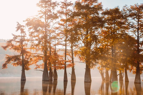 Autumnal Swamp Cypresses Lake Reflection Sunshine — Stock Photo, Image