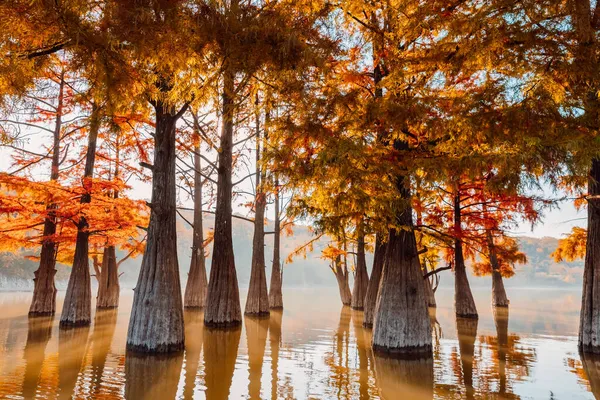 Otoño Lago Con Cipreses Pantanosos Con Reflexión — Foto de Stock