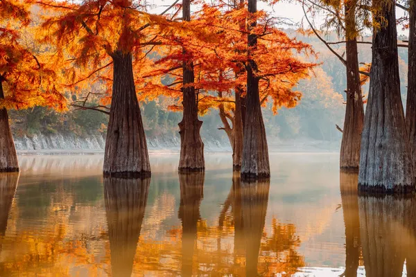 Cyprès Des Marais Automnaux Lac Avec Réflexion Sur Eau — Photo