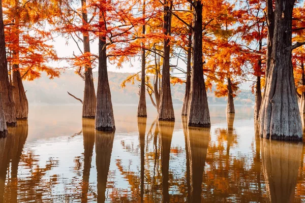 Осень Озере Болотными Кипарисами Отражением — стоковое фото