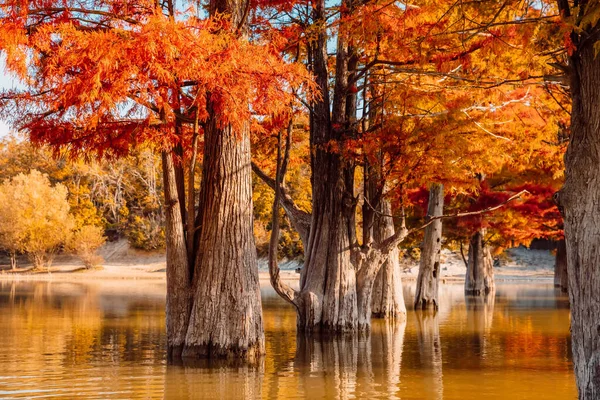 Cyprès Des Marais Automnaux Lac Avec Réflexion Sur Eau Taxodium — Photo