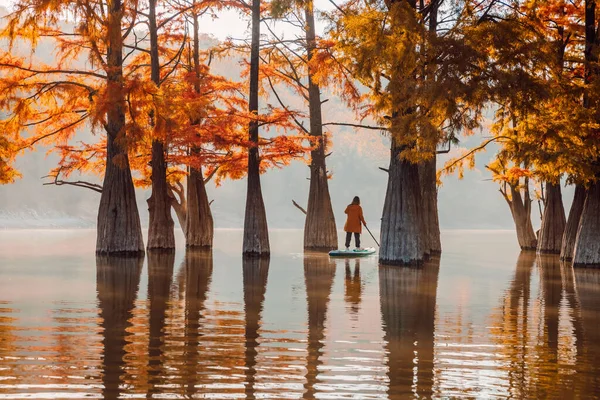 Путешественник Плавает Веслах Озере Деревьями Таксодиума Осенью — стоковое фото