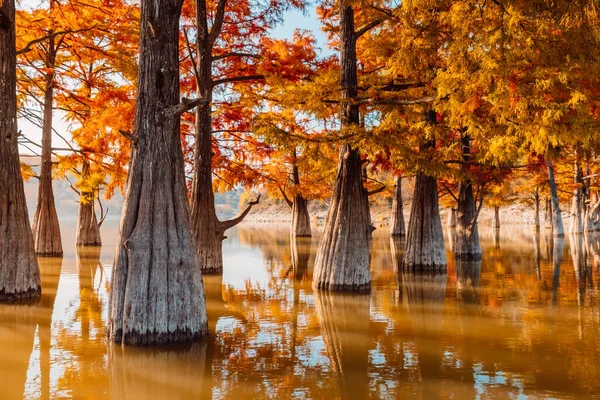 Taxódio Con Agujas Naranja Sukko Rusia Cipreses Pantano Otoñales Lago — Foto de Stock