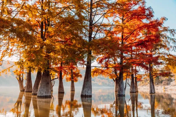 Болотный Таксодиум Красными Иглами Отражением Воде Осенние Деревья Озере — стоковое фото