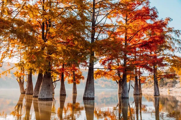 Marais Taxodium Avec Aiguilles Rouges Réflexion Sur Eau Arbres Automnaux — Photo