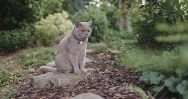 Шотландская Кошка Сидит Саду Шотландская Кошка Улице — стоковое видео
