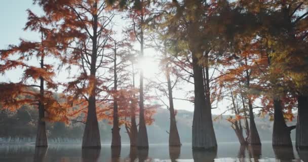 Pântanos Com Nevoeiro Água Taxódio Outonal Árvores Lago Luz Sol — Vídeo de Stock