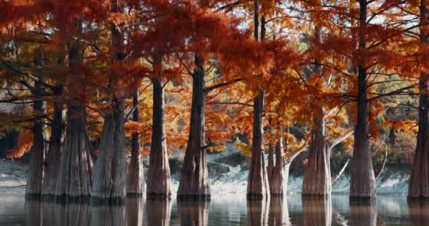 Árboles Agua Con Agujas Rojas Sukko Cipreses Pantano Otoñales Lago — Vídeo de stock