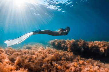 Serbest dalgıç kız serbest dalış yüzgeçleri ve deniz yosunlarıyla süzülüyor. Kadınlarla serbest dalış ve mavi okyanusta güzel güneş ışığı