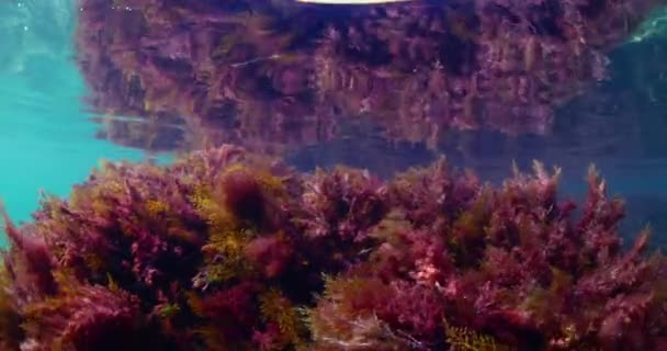 Underwater View Red Seaweed Transparent Blue Sea — Vídeo de Stock