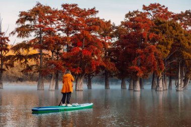 Woman on stand up paddle board at the lake with swamp trees in morning clipart