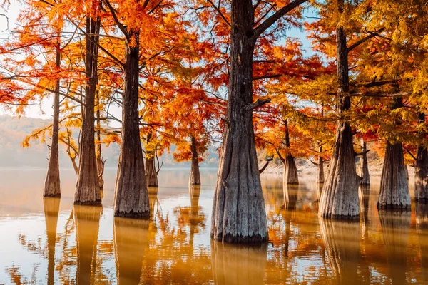 Taxodium Distichum Red Needles Sun Light Swamp Cypresses Lake Reflection — Stockfoto
