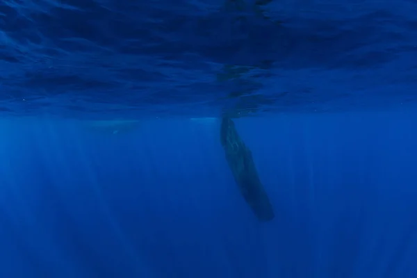 Capodoglio Nell Oceano Indiano Blu Mauritius — Foto Stock