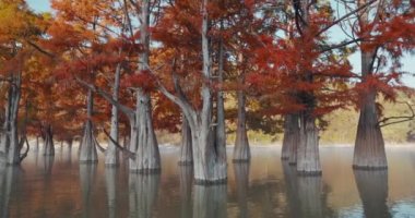 Kırmızı iğneli sudaki ağaçlar. Gölde yansımalı bataklık selvileri.