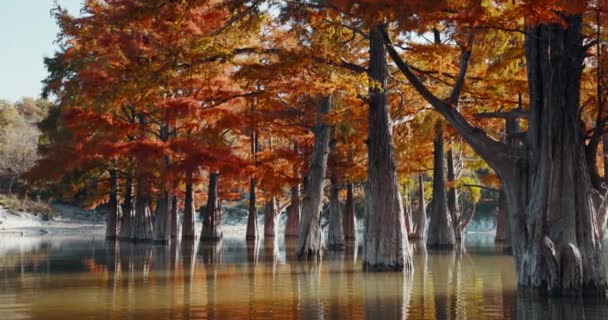 Árboles Agua Con Agujas Rojas Cipreses Pantanosos Lago Con Reflejo — Vídeo de stock