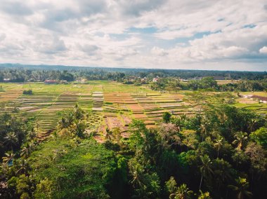 Pirinç tarlaları hava görünümünü. Bali adasında tropikal peyzaj.