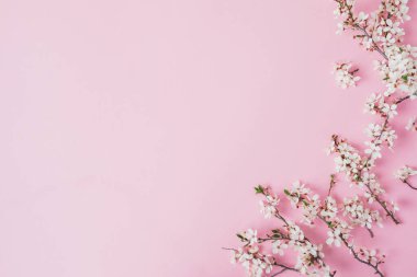 Pembe arka planda beyaz çiçeklerle çiçek açan ağaç dallarının bahar çerçevesi. Düz yatış, üst görünüm.