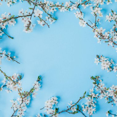 Mavi arka planda, çiçek açan beyaz çiçeklerden oluşan bir çerçeve. Düz yerde, üst tarafta. Bahar zamanı arkaplanı.