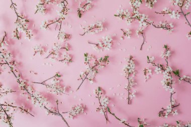 Pembe üzerinde bahar çiçekleri olan dalların bahar deseni. Düz yatış, üst görünüm.