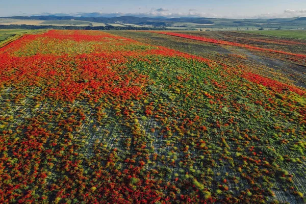 Çiçek Açan Haşhaş Tarlası Hava Aracı Görüntüsü Açık Havada Kırmızı — Stok fotoğraf