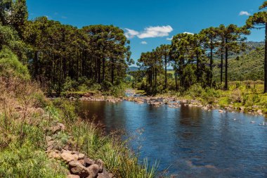Urubici, Santa Catarina, Brezilya 'daki Espraiado Kanyonu' nun yakınındaki ağaçların olduğu manzara nehri.