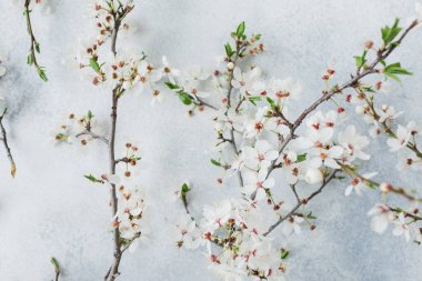 Gri arka planda beyaz çiçekler. Düz yerde, üst tarafta. Bahar zamanı arkaplanı.