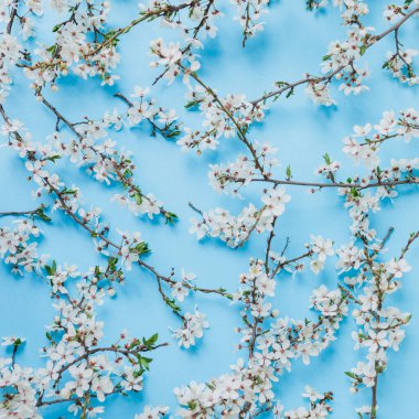 Mavi arka planda çiçek açan. Düz yerde, üst tarafta. Bahar zamanı arkaplanı.