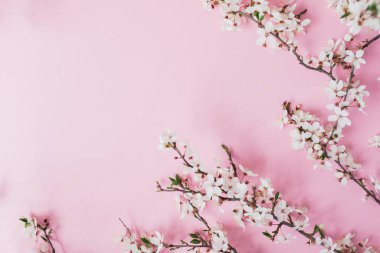 Pembe arka planda bahar çiçekleri. Düz yatış, üst görünüm.